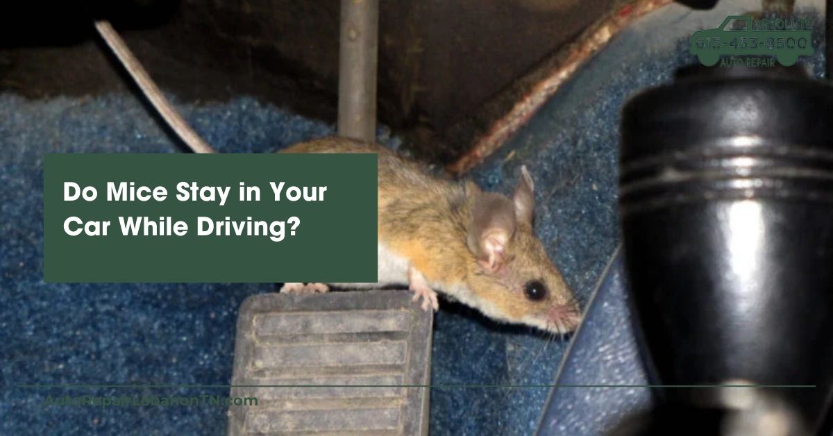 Do Mice Stay in Your Car While Driving