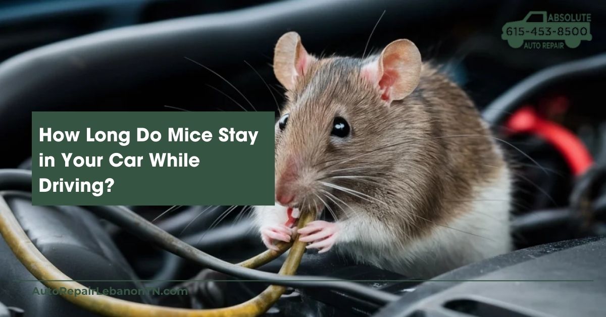 How Long Do Mice Stay in Car While Driving