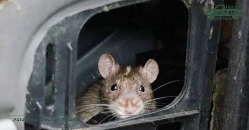 Reasons Mice Enter Cars